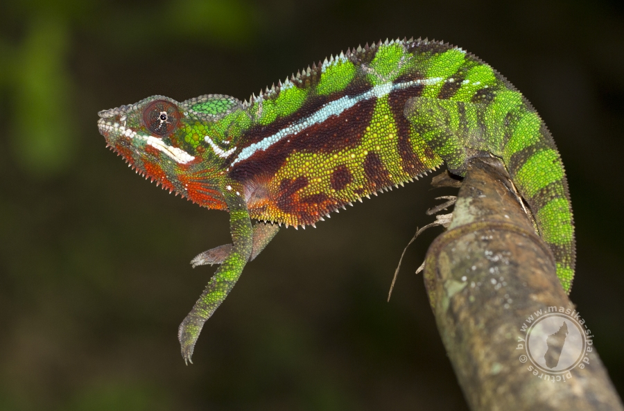 Furcifer pardalis