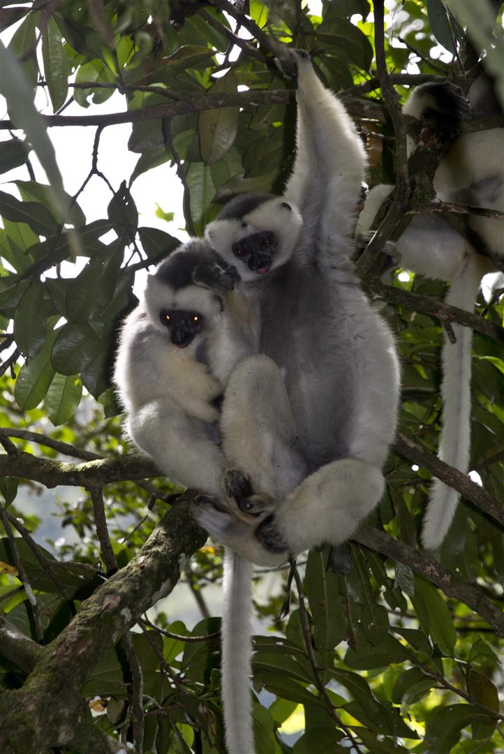 Seidensifaka