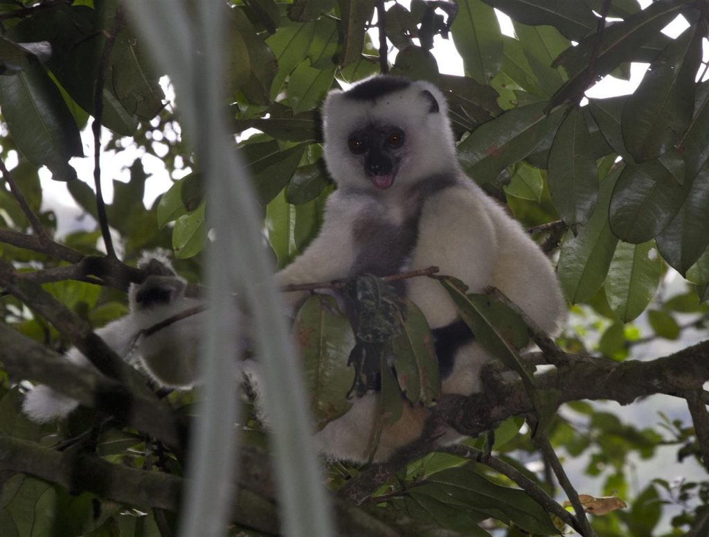 Seidensifaka