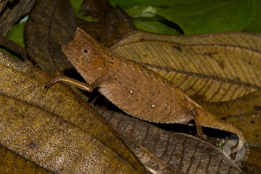 Brookesia superciliaris