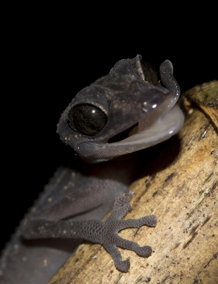 Paroedura gracilis