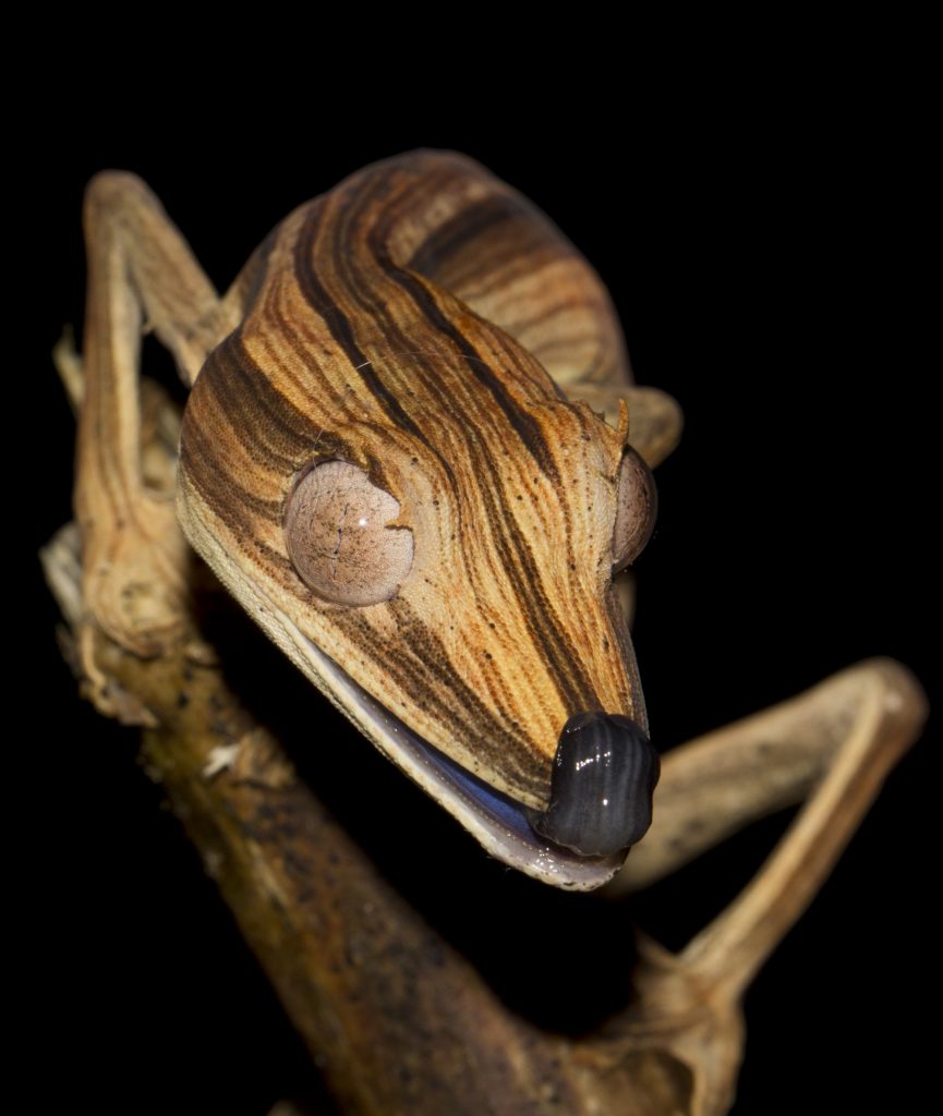 Uroplatus lineatus