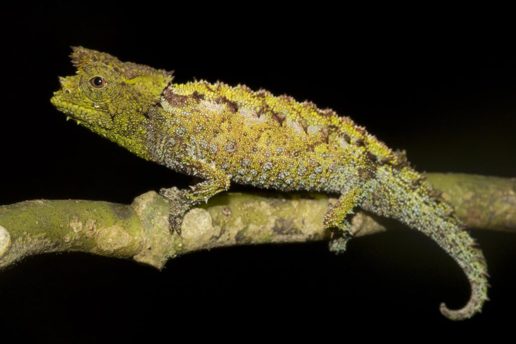 Brookesia vadoni