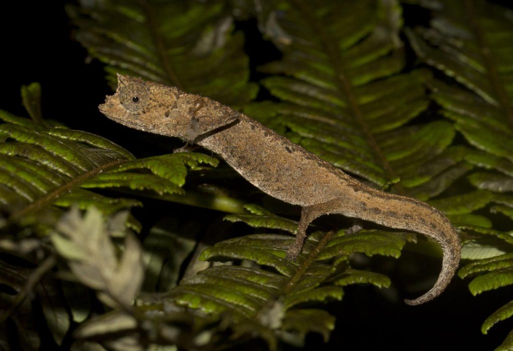 Brookesia karchei