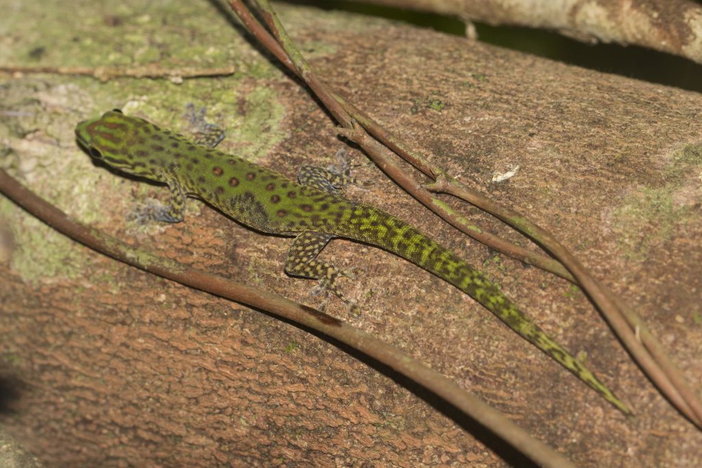 Phelsuma