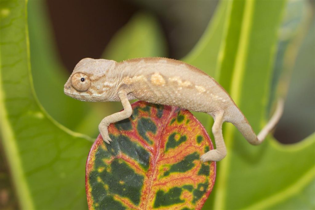 Furcifer pardalis