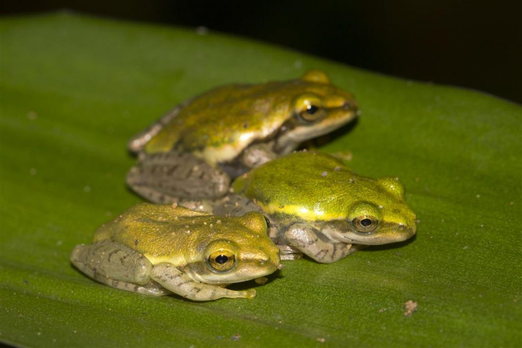 Boophis tephraeomystax