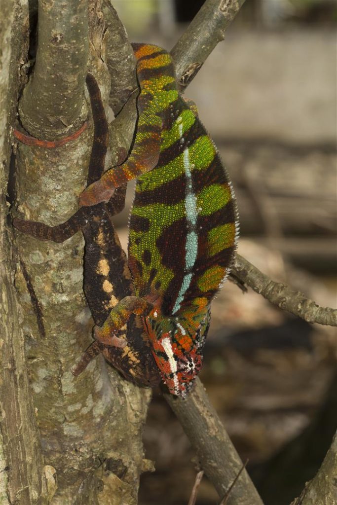 Furcifer pardalis