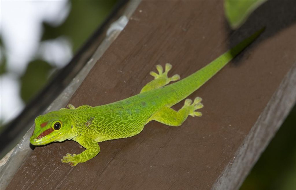 Phelsuma grandis