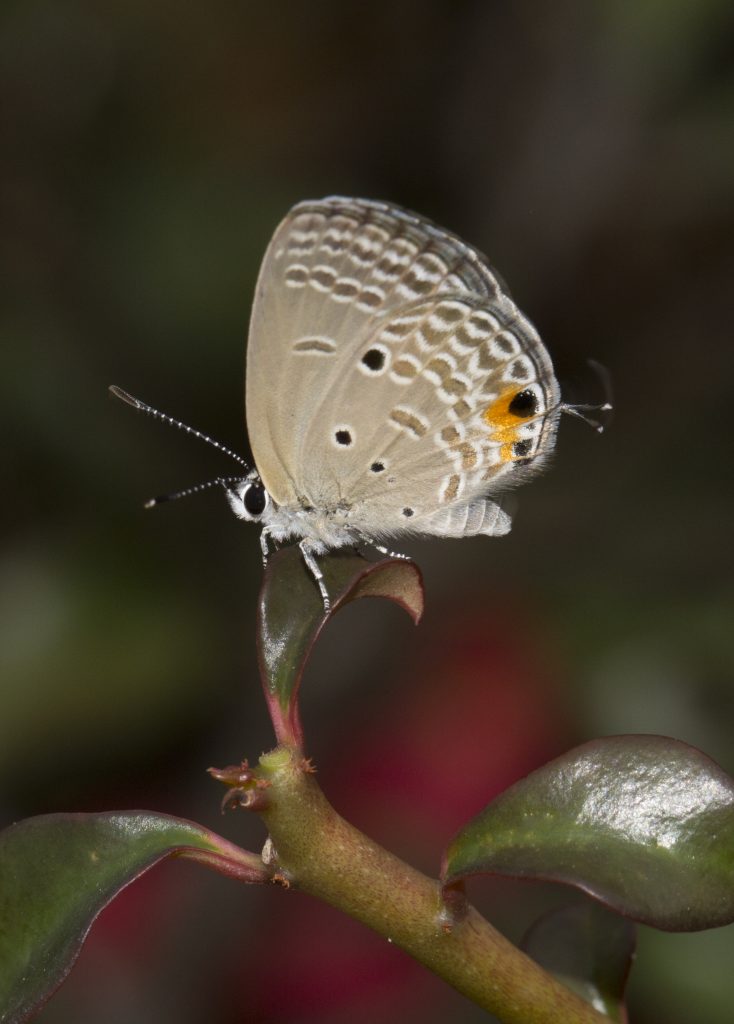 Schmetterling