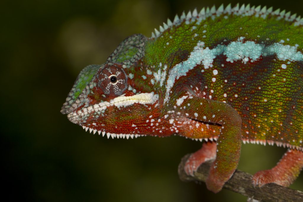 Furcifer pardalis