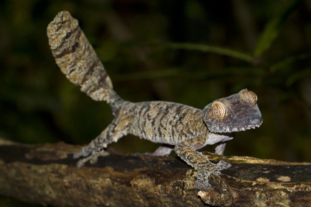 Uroplatus fimbriatus