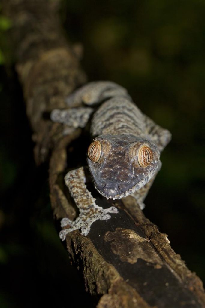 Uroplatus fimbriatus