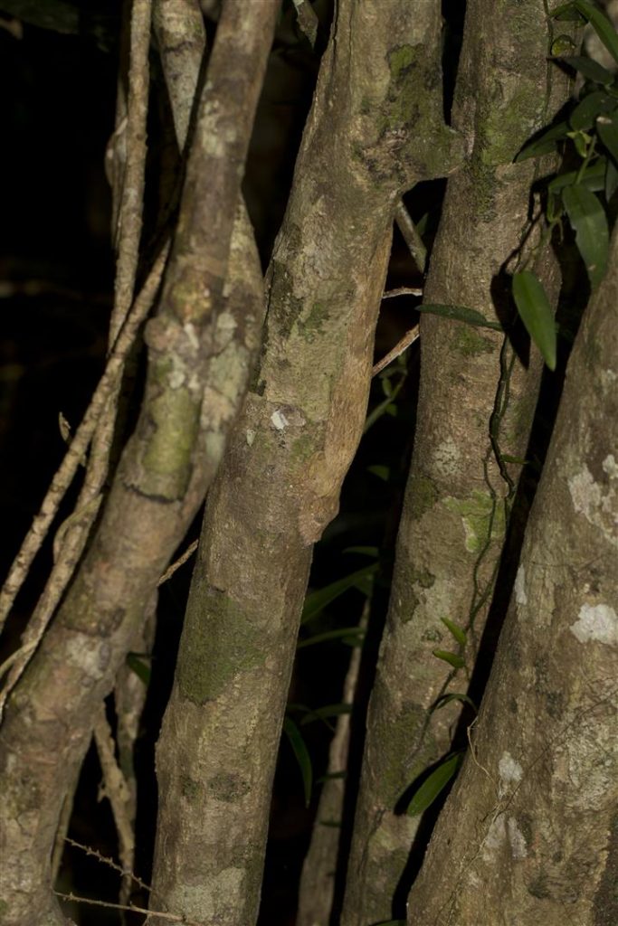 Uroplatus fimbriatus