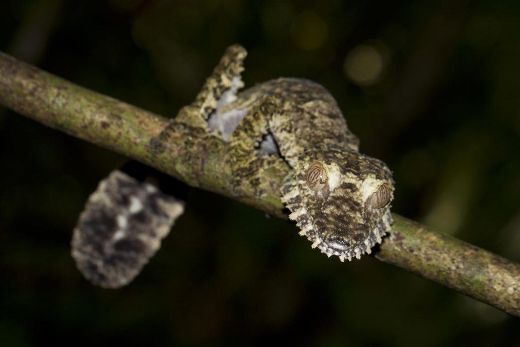 Uroplatus fimbriatus