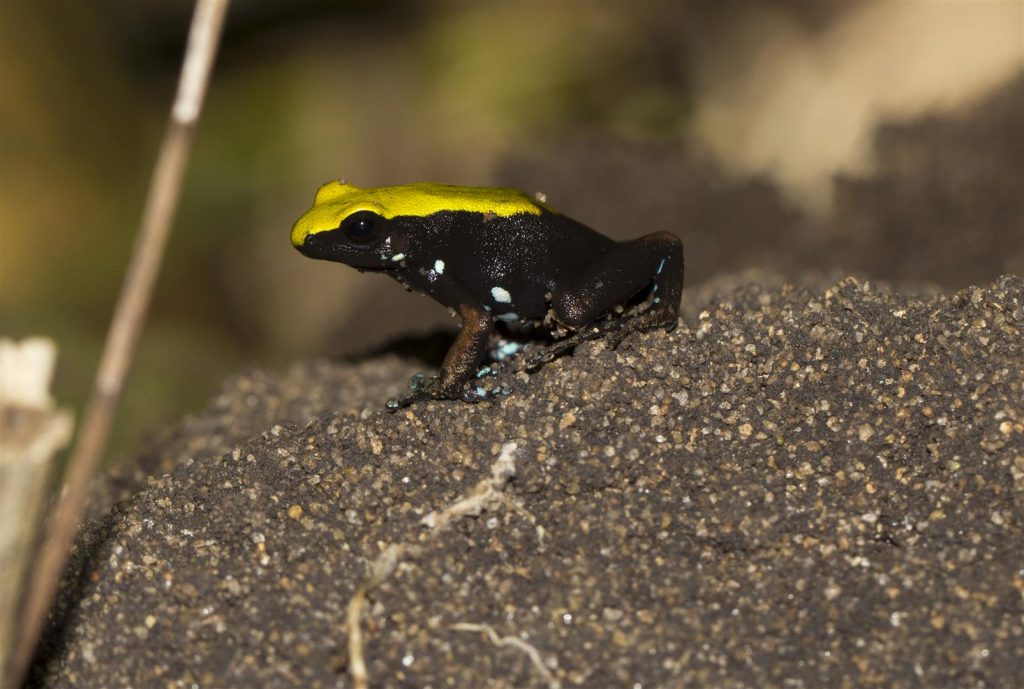 Mantella laevigata