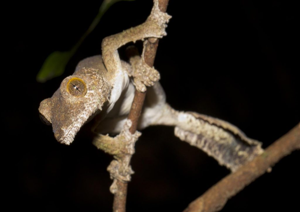 Uroplatus fimbriatus