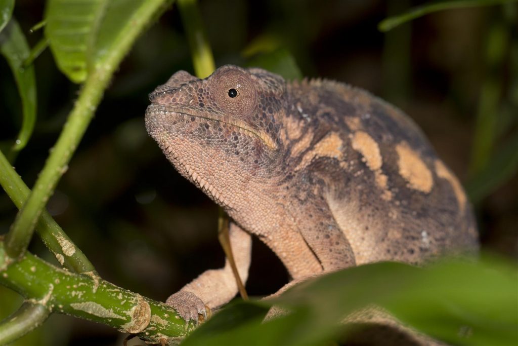 Furcifer pardalis