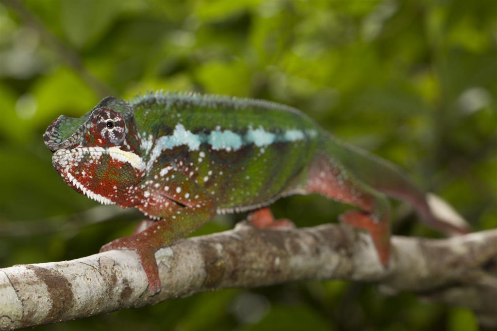 Furcifer pardalis