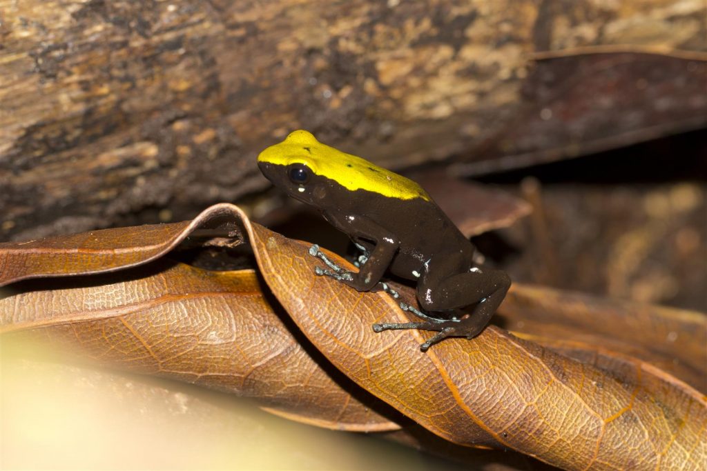 Mantella laevigata