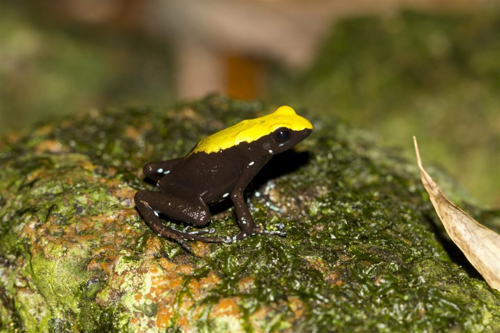 Mantella laevigata