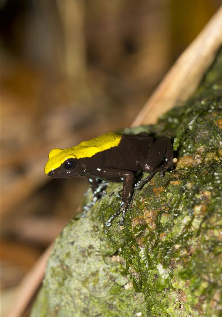 Mantella laevigata