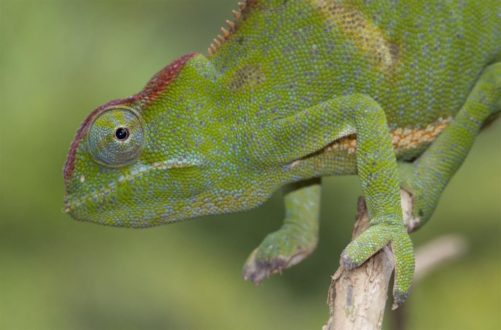 Furcifer bifidus