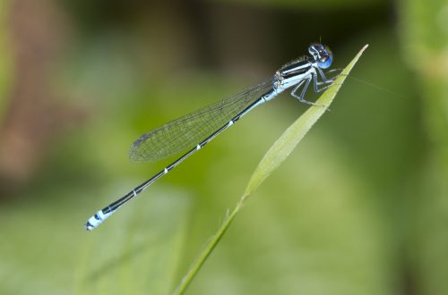 Libelle
