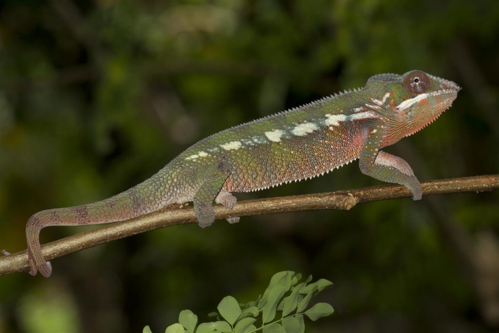 Furcifer pardalis