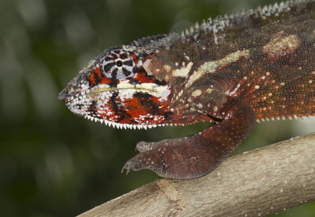 Furcifer pardalis