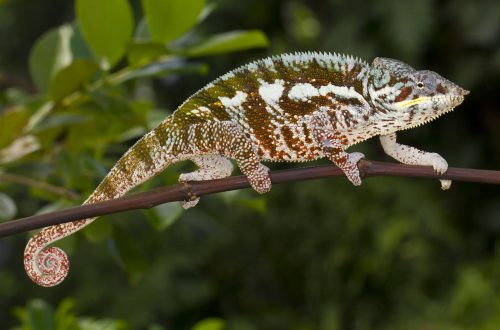 Furcifer pardalis