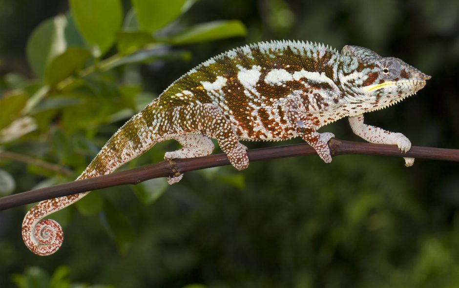 Furcifer pardalis