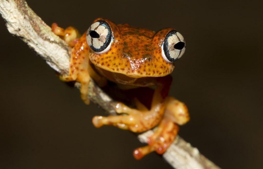 Boophis pyrrhus