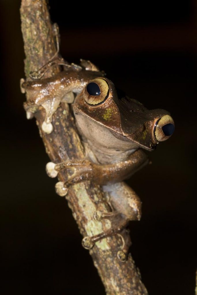 Boophis madagascariensis