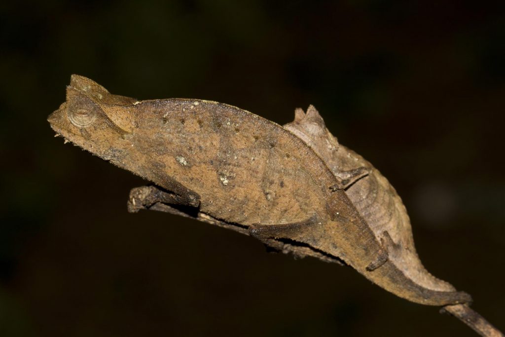 Brookesia superciliaris