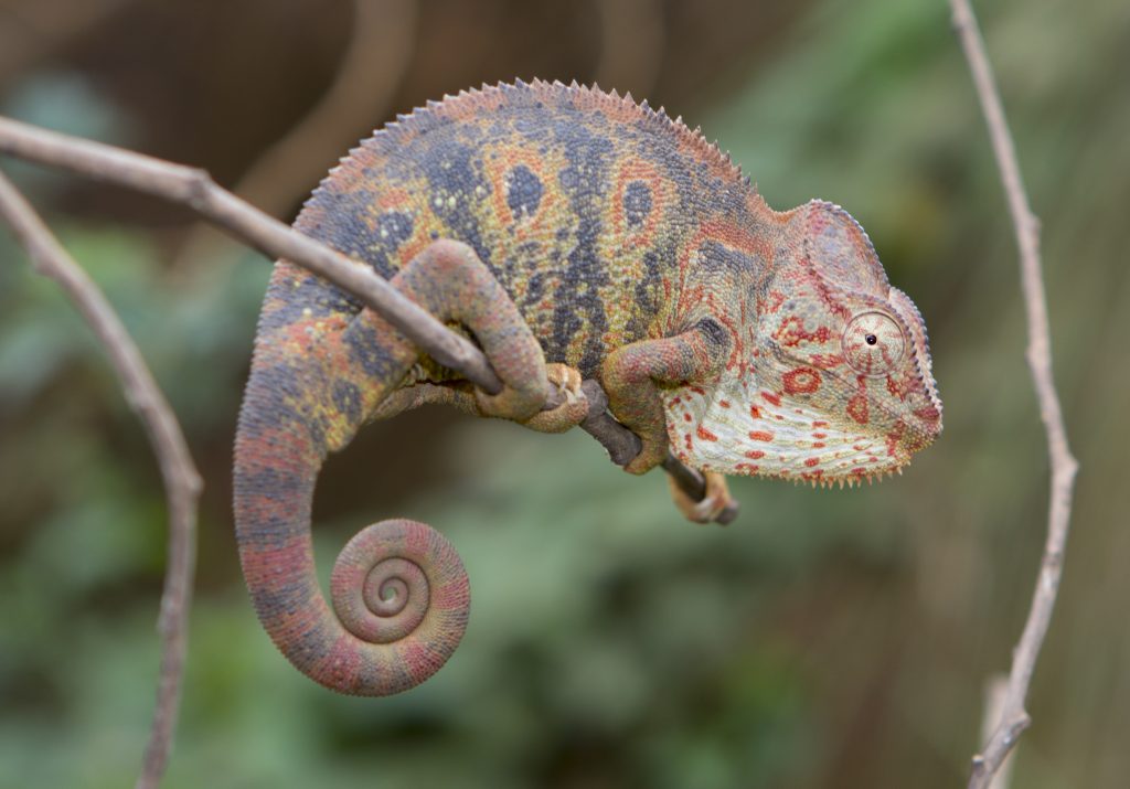 Furcifer oustaleti