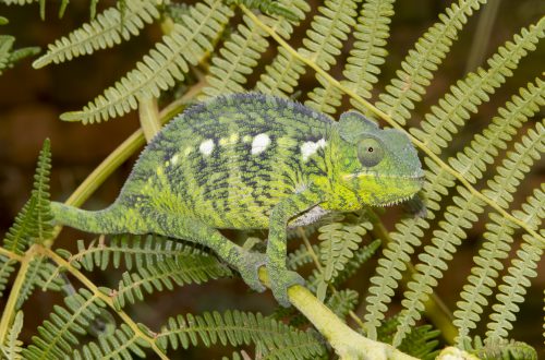 Furcifer oustaleti