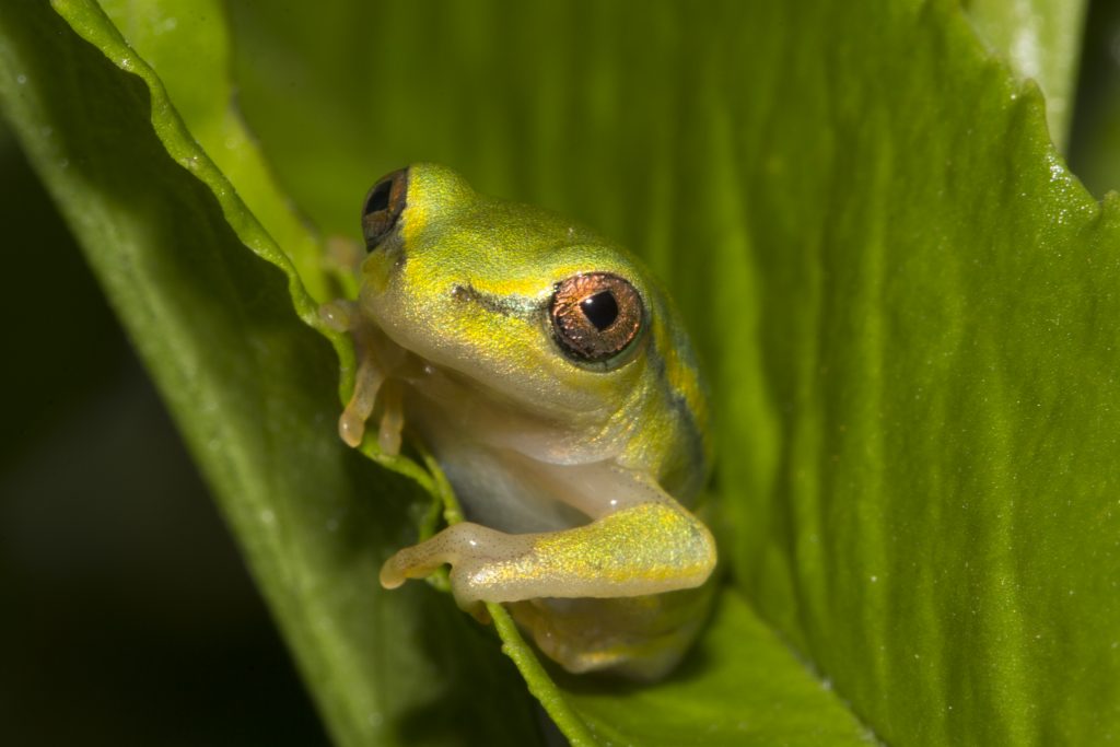 Boophis tephraeomystax