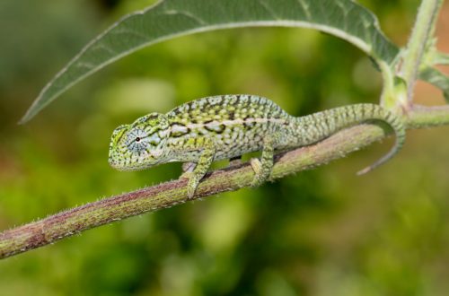 Furcifer lateralis