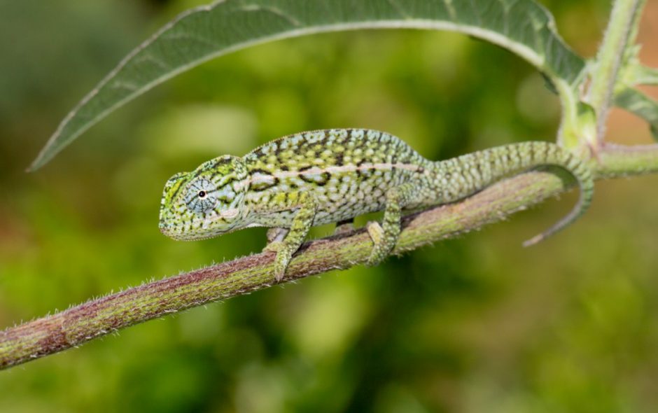 Furcifer lateralis