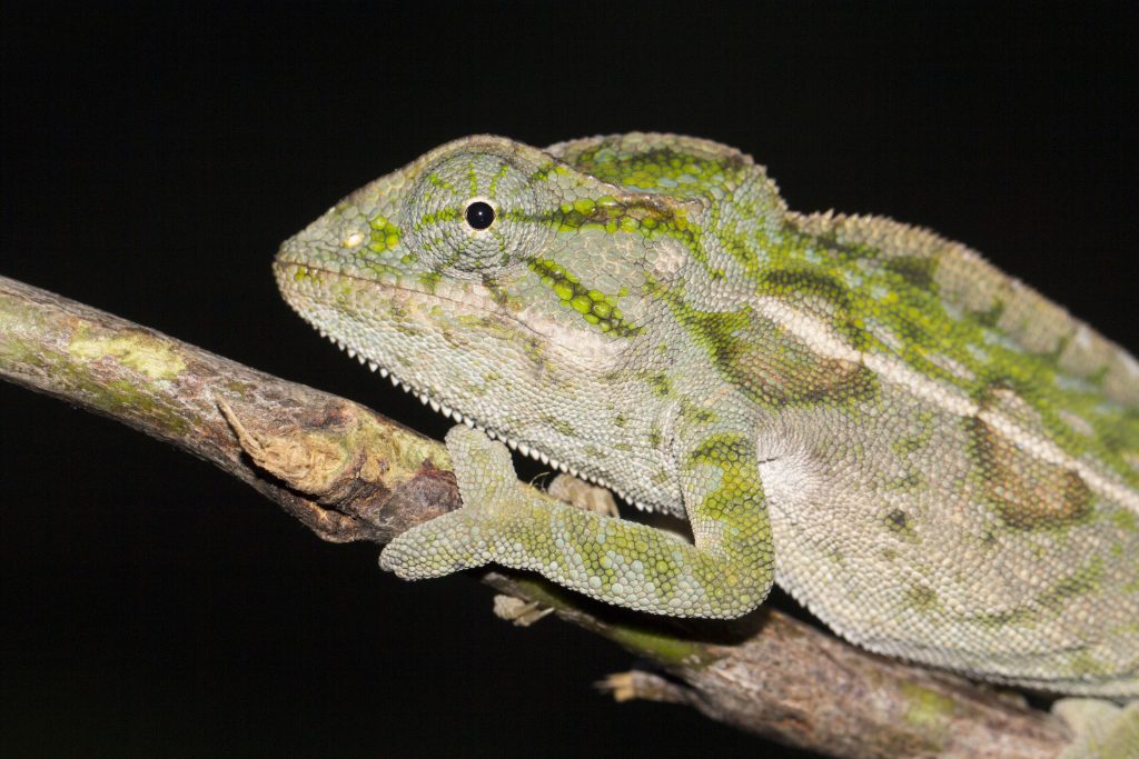 Furcifer lateralis