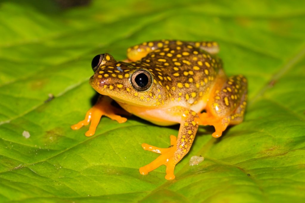 Heterixalus alboguttatus