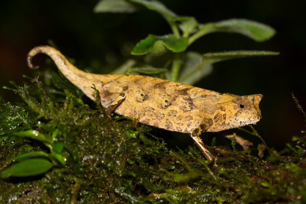 Brookesia superciliaris