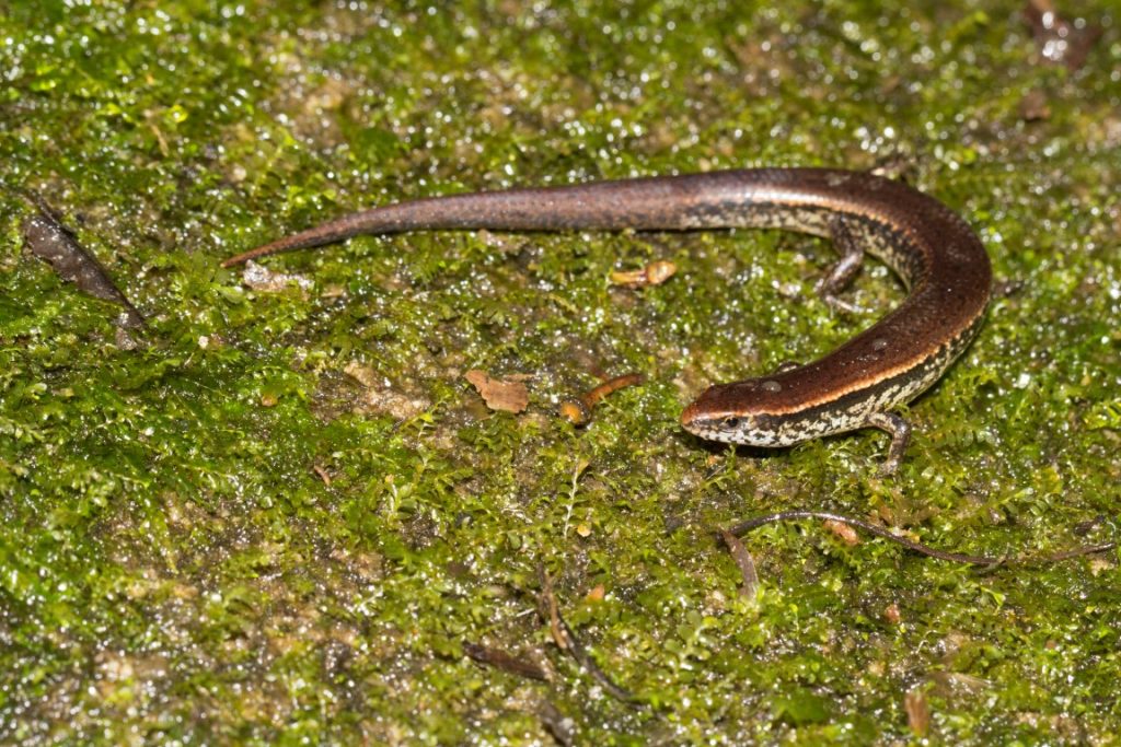 Skink