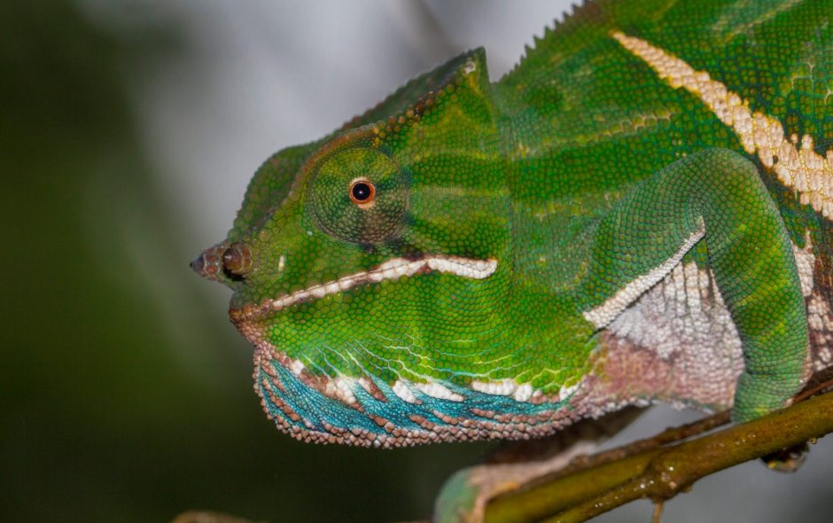 Furcifer balteatus