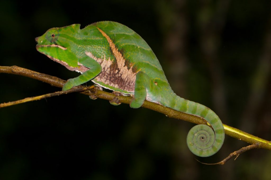 Furcifer balteatus