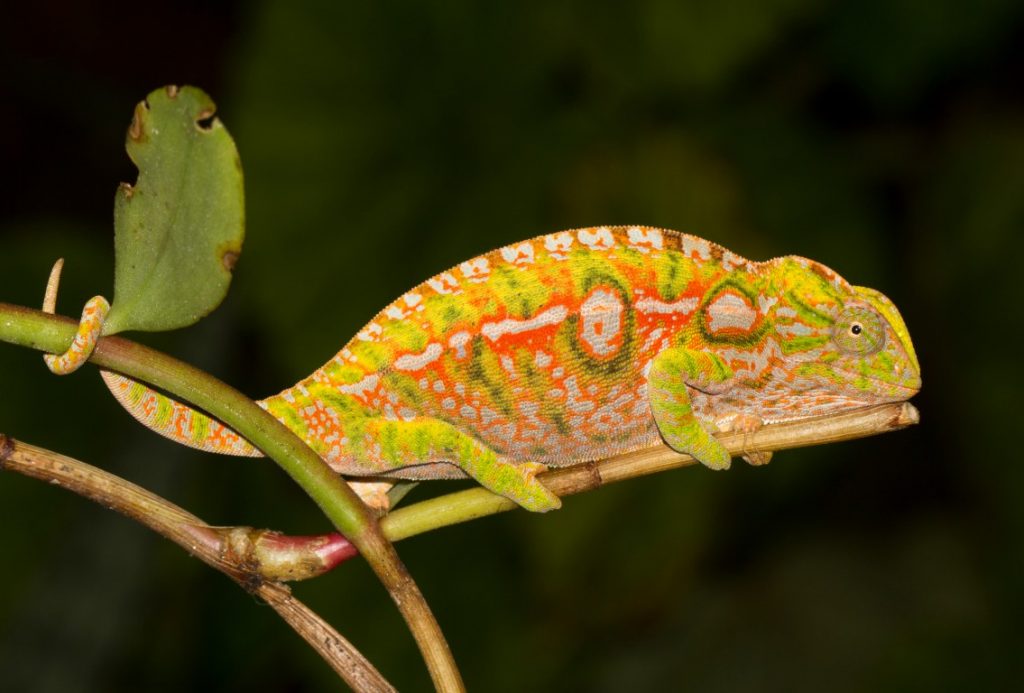 Furcifer lateralis