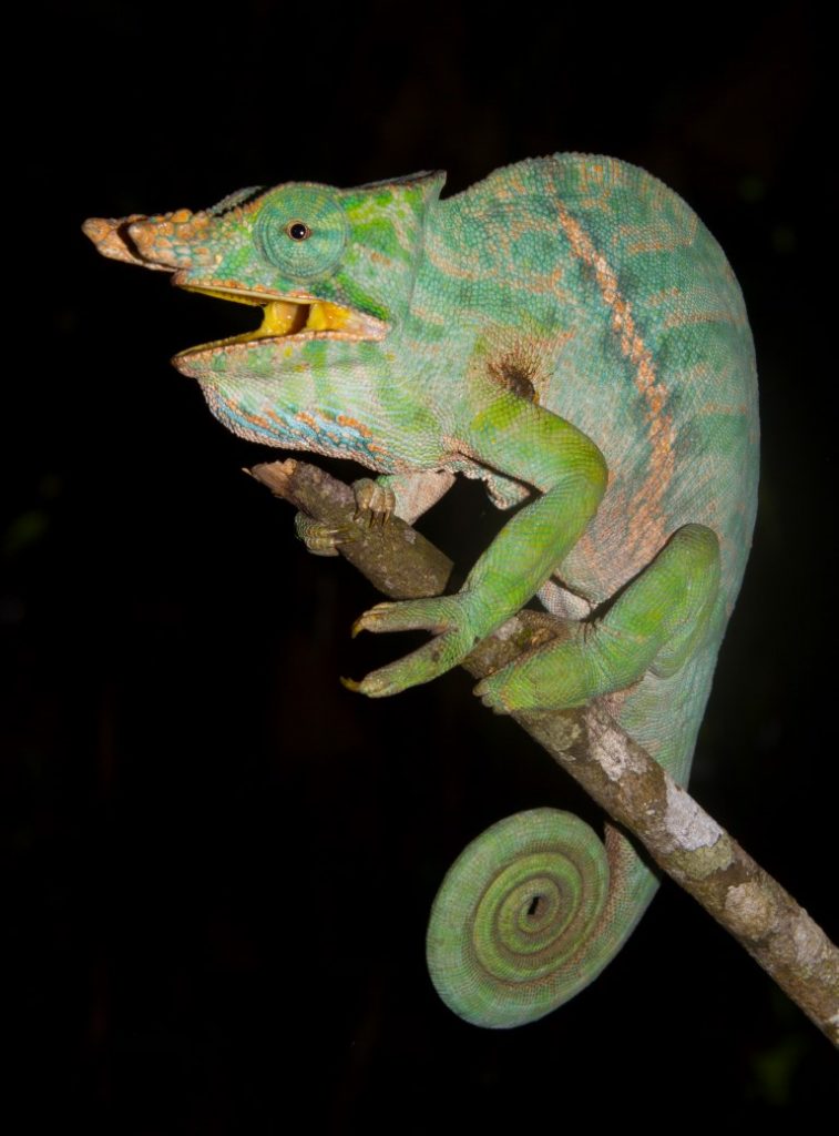 Furcifer balteatus