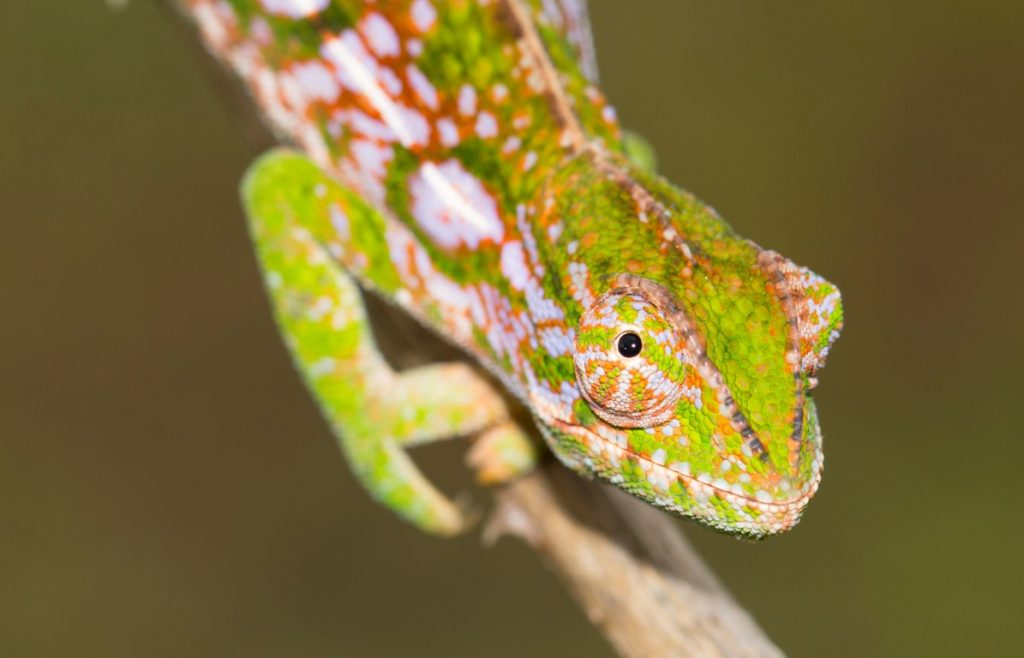 Furcifer lateralis