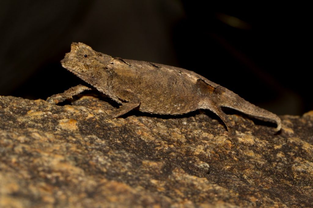 Brookesia brunoi